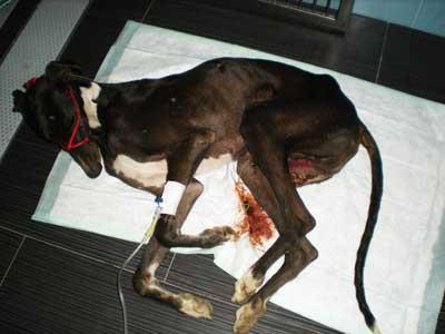 MAZAPAN, GALGUITO ATROPELLADO, SU ESTADO ES MUY GRAVE..ARCA SEVILLA