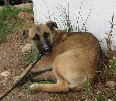 POLI, CACHORRO DE 5 MESES ATROPELLADO Y DEJADO EN LA CUNETA. (VALENCIA)