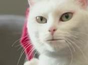 Yodeling para Walmart