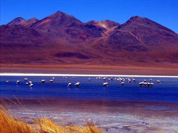 altiplano-boliviano-1