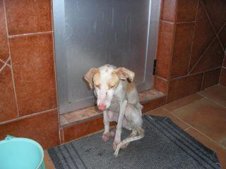 La tristeza hecha cachorro