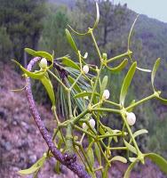 Plantas y flores navideñas: hoy el muérdago