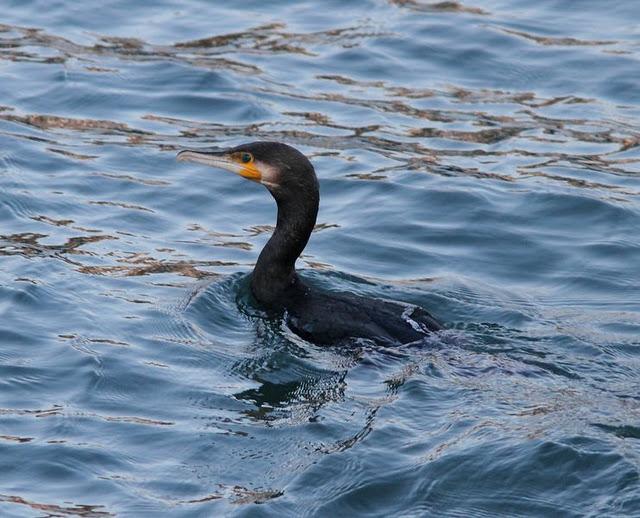 DEL PUERTO DE HONDARRIBIA A TXINGUDI  VAYA DIA