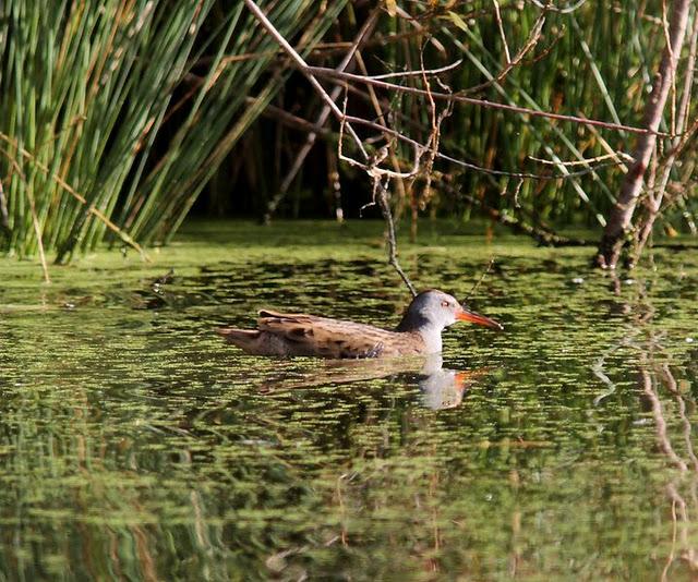 DEL PUERTO DE HONDARRIBIA A TXINGUDI  VAYA DIA