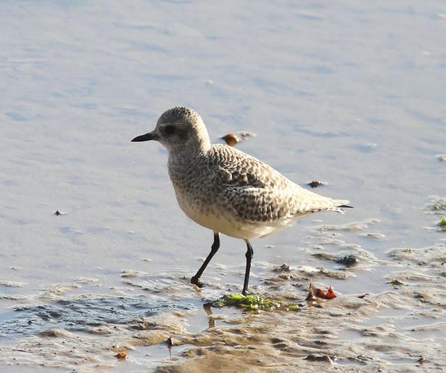 DEL PUERTO DE HONDARRIBIA A TXINGUDI  VAYA DIA