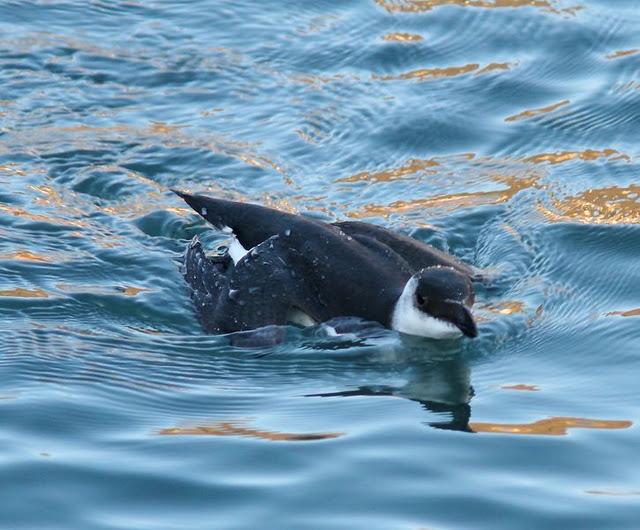 DEL PUERTO DE HONDARRIBIA A TXINGUDI  VAYA DIA