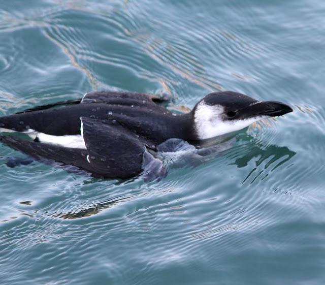 DEL PUERTO DE HONDARRIBIA A TXINGUDI  VAYA DIA