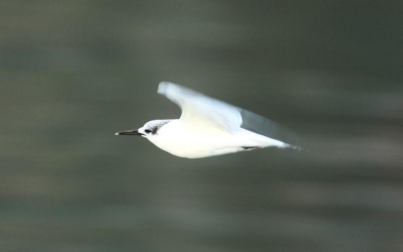 DEL PUERTO DE HONDARRIBIA A TXINGUDI  VAYA DIA