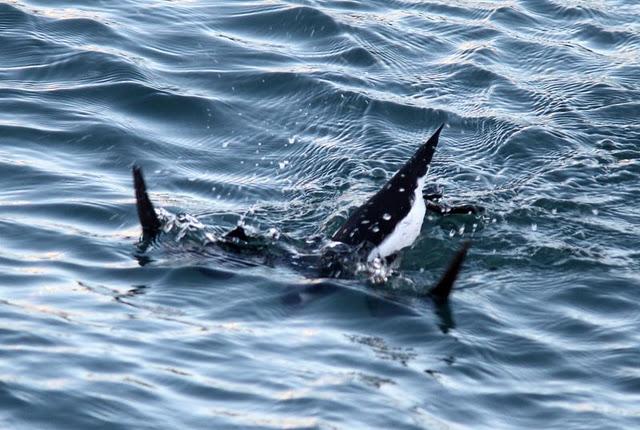 DEL PUERTO DE HONDARRIBIA A TXINGUDI  VAYA DIA