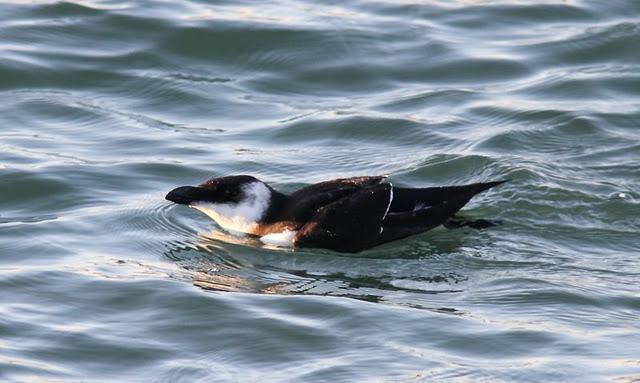 DEL PUERTO DE HONDARRIBIA A TXINGUDI  VAYA DIA