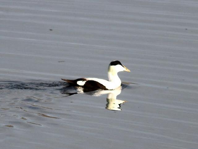 DEL PUERTO DE HONDARRIBIA A TXINGUDI  VAYA DIA