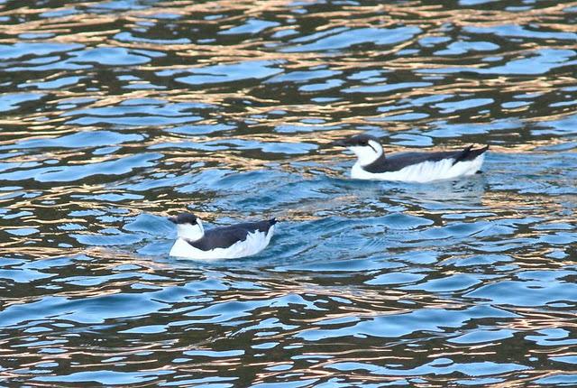 DEL PUERTO DE HONDARRIBIA A TXINGUDI  VAYA DIA