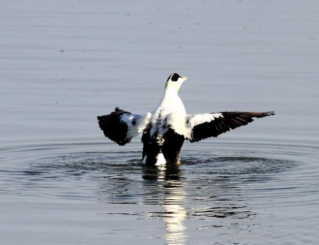 DEL PUERTO DE HONDARRIBIA A TXINGUDI  VAYA DIA