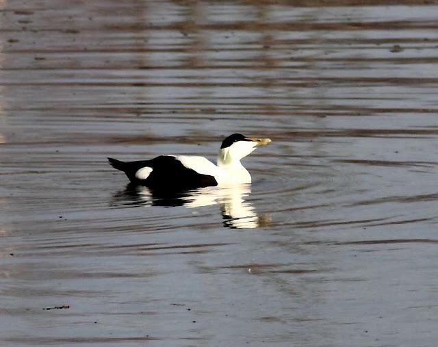 DEL PUERTO DE HONDARRIBIA A TXINGUDI  VAYA DIA