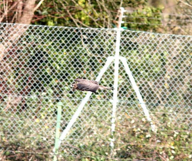 DEL PUERTO DE HONDARRIBIA A TXINGUDI  VAYA DIA