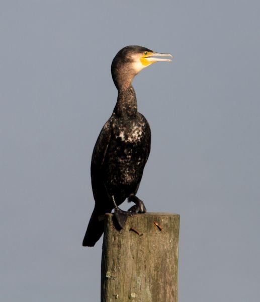 DEL PUERTO DE HONDARRIBIA A TXINGUDI  VAYA DIA