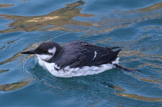 DEL PUERTO DE HONDARRIBIA A TXINGUDI  VAYA DIA
