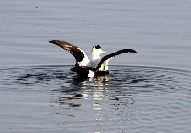 DEL PUERTO DE HONDARRIBIA A TXINGUDI  VAYA DIA