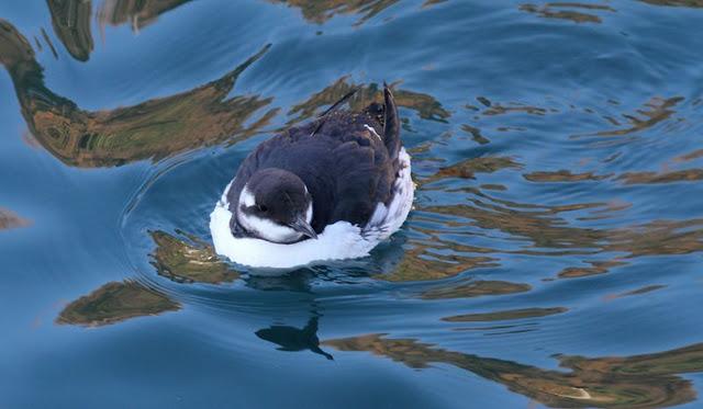 DEL PUERTO DE HONDARRIBIA A TXINGUDI  VAYA DIA