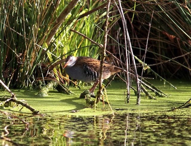 DEL PUERTO DE HONDARRIBIA A TXINGUDI  VAYA DIA