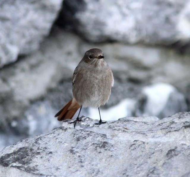 DEL PUERTO DE HONDARRIBIA A TXINGUDI  VAYA DIA