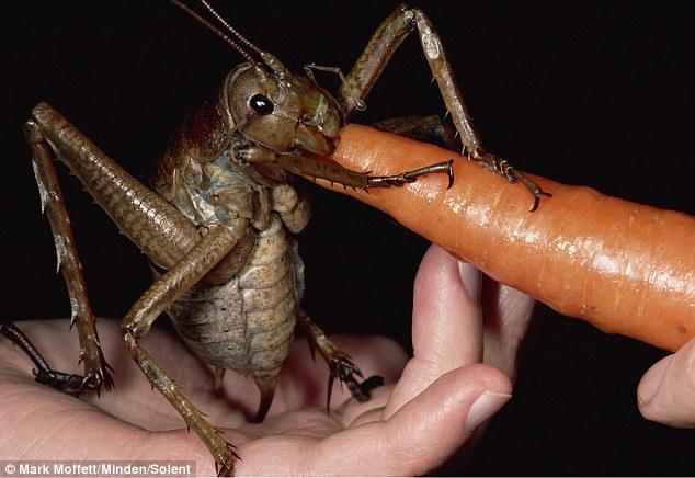 El insecto más grandel del mundo.