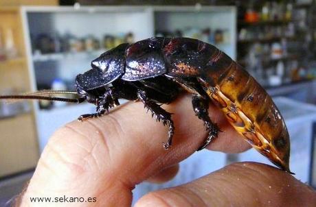 Insectos gigantes!