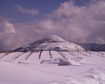 1368 PAGO CERRO DE LAS MONJAS 2002 ( Barranco Oscuro - Vino Natural de la Alpujarra granadina)