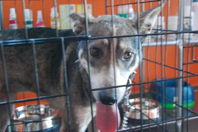 S.O.S!!! muy urgente! le maltrata su dueño!