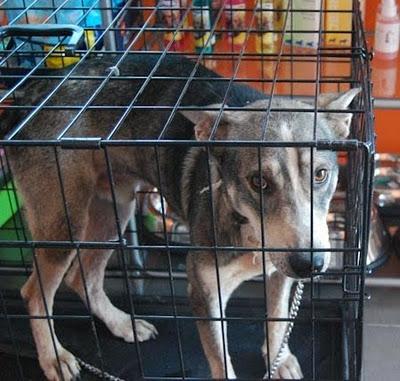 S.O.S!!! muy urgente! le maltrata su dueño!