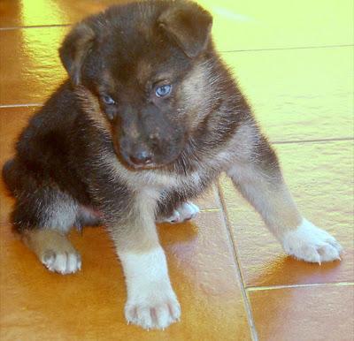 ROBIN, cachorrito de 2 meses cruce de pastor alemán que necesita un hogar en condiciones... (Madrid)
