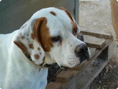 MATEO Y HERMAN DOS PRECIOSOS BRACO Y POINTER EN ADOPCION ALICANTE!!!