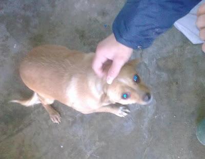 Croqueta,perrina diminuta muy graciosa (cruce lejano de chiguagua),lo está pasando mal en la perrera. (Toledo)