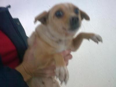 Croqueta,perrina diminuta muy graciosa (cruce lejano de chiguagua),lo está pasando mal en la perrera. (Toledo)