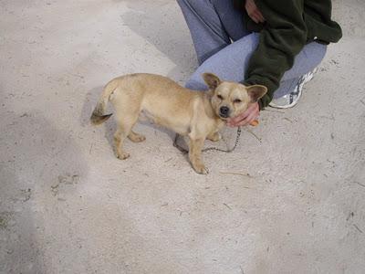 URGENTE, ESTÁ ATADO! Dimi (perrito pequeñajo sacado de la perrera) JAÉN.