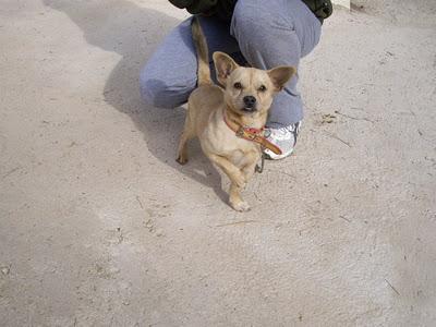 URGENTE, ESTÁ ATADO! Dimi (perrito pequeñajo sacado de la perrera) JAÉN.