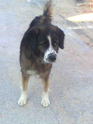 PERRO ABANDONADO JUNTO A LA PERRERA, MUY DÓCIL Y CARIÑOSO, CORRE PELIGRO DE QUE SE LO LLEVEN A LA PERRERA.