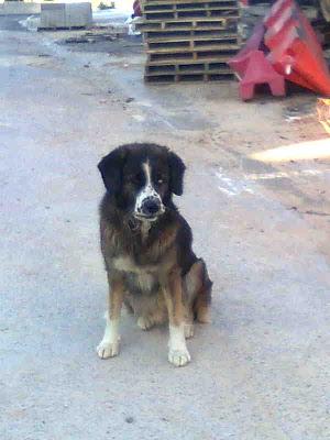 PERRO ABANDONADO JUNTO A LA PERRERA, MUY DÓCIL Y CARIÑOSO, CORRE PELIGRO DE QUE SE LO LLEVEN A LA PERRERA.