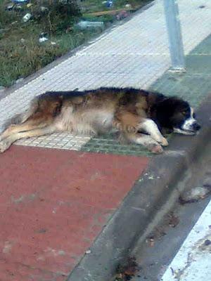 PERRO ABANDONADO JUNTO A LA PERRERA, MUY DÓCIL Y CARIÑOSO, CORRE PELIGRO DE QUE SE LO LLEVEN A LA PERRERA.