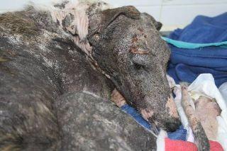 Maya, galguita rescatada terribles!