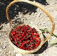 Propiedades de las cerezas