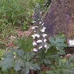 Acanto plantas medicinales