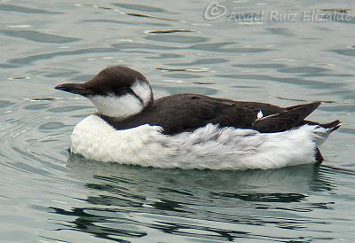 Arao común en Santoña...