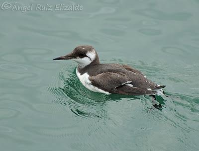 Arao común en Santoña...