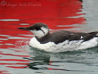 Arao común en Santoña...