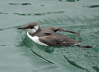 Arao común en Santoña...