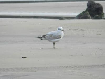 Limícolas viejos y anillas nuevas
