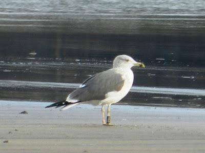 Limícolas viejos y anillas nuevas