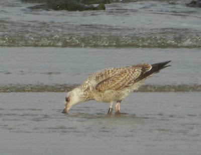 Limícolas viejos y anillas nuevas