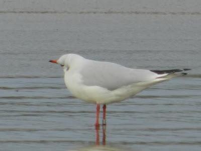 Limícolas viejos y anillas nuevas